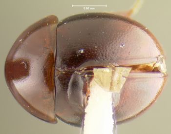 Media type: image;   Entomology 24045 Aspect: habitus dorsal view